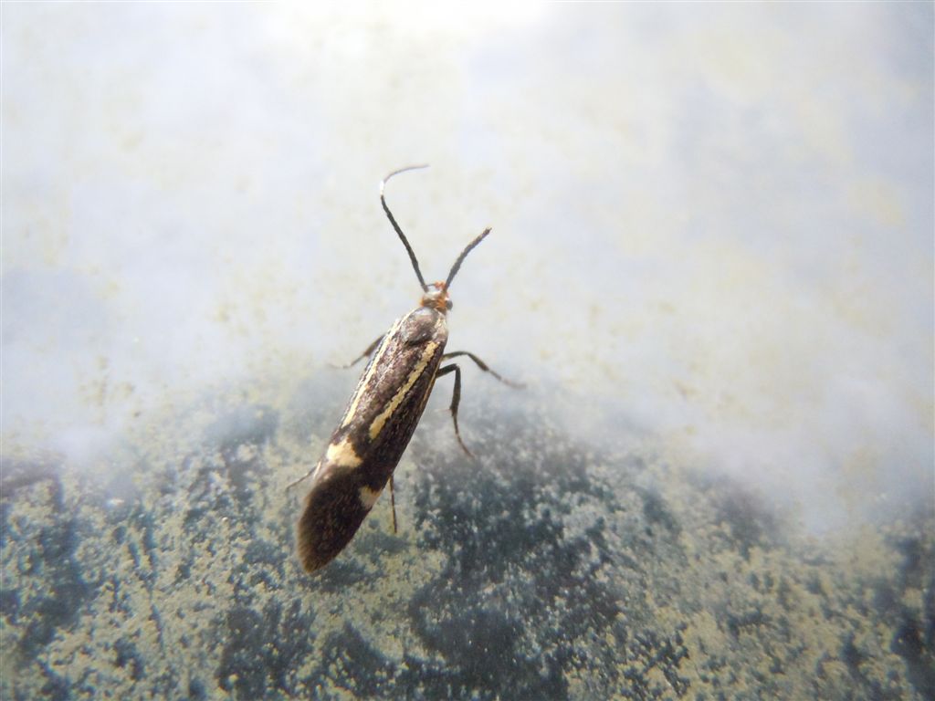 Esperia sulphurella